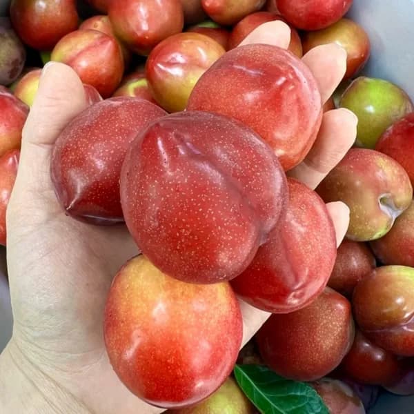 경북 노지 햇자두 대과 1kg 1박스 12,800원