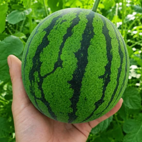 국내산 애플수박, 700g, 4개