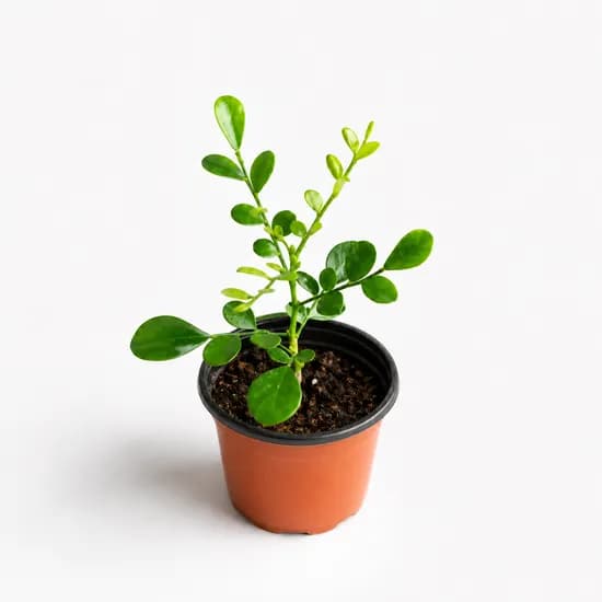 러브코리아 오렌지자스민, 단색, 13cm, 1개