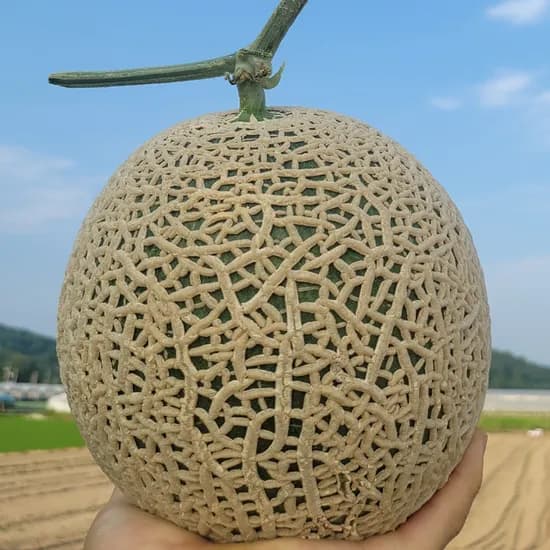 파인밀 머스크 멜론, 1.6kg, 2개