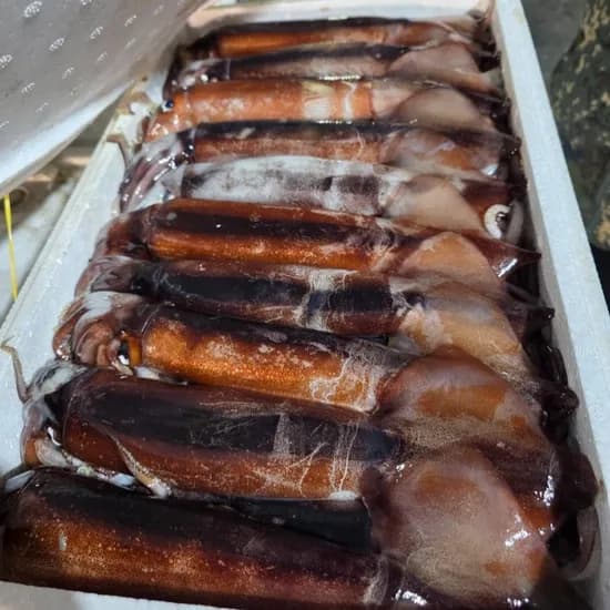 국내산 생물 오징어, 1kg, 1개