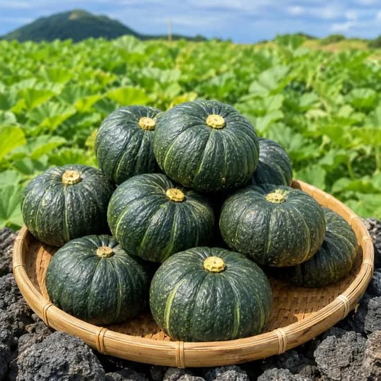 제주 미니 단호박 보우짱, 로얄과, 3kg, 1박스