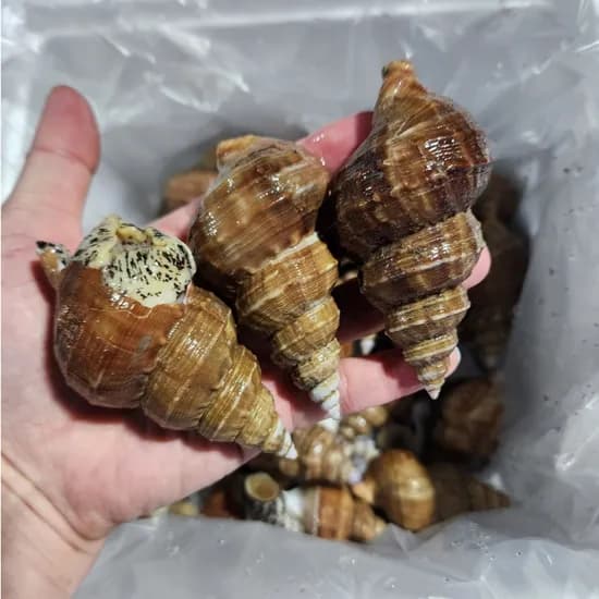 다원수산 포항 살고동, 대, 20미 내외, 1kg, 2개