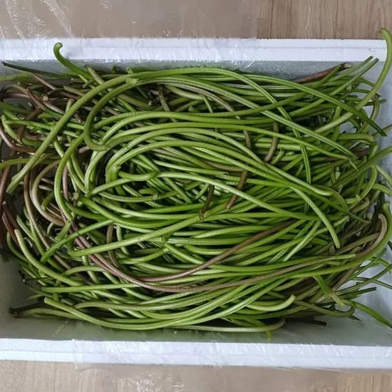 국내산 고구마줄기 잎 제거 1kg 1박스