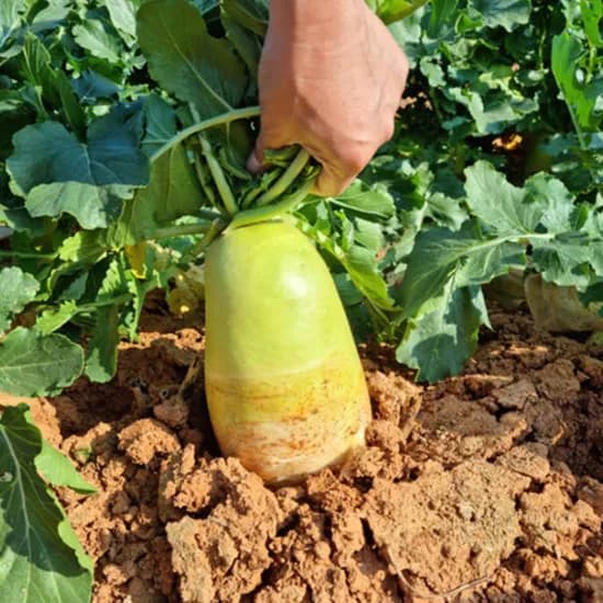 Fresh 제주 햇무 10kg 1개