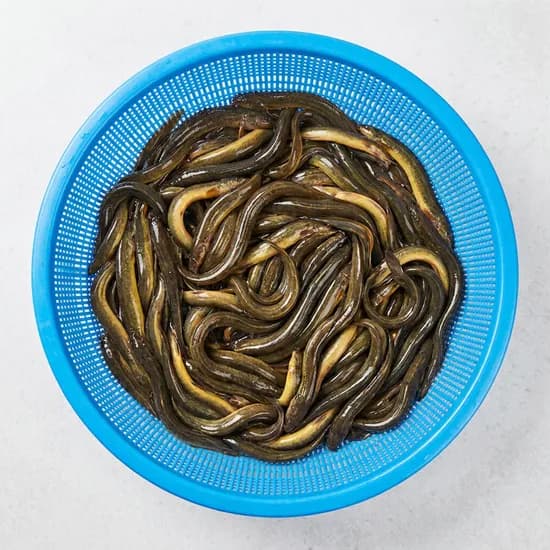 다온다수산 미꾸라지 2kg 1개