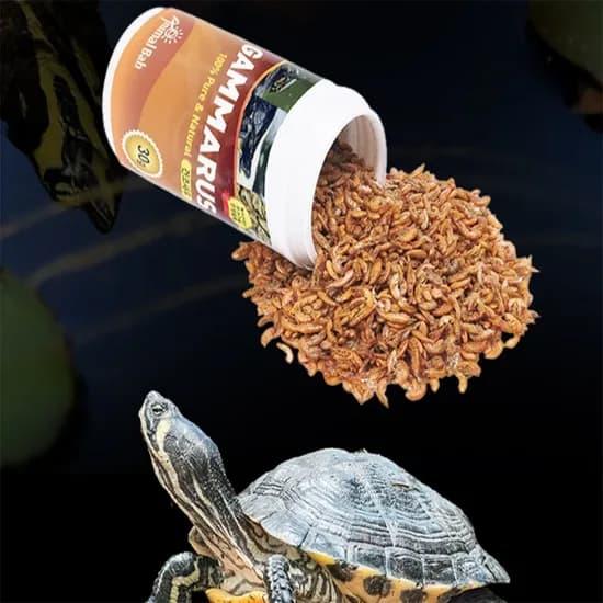 감마루스 건조새우, 30g, 1개