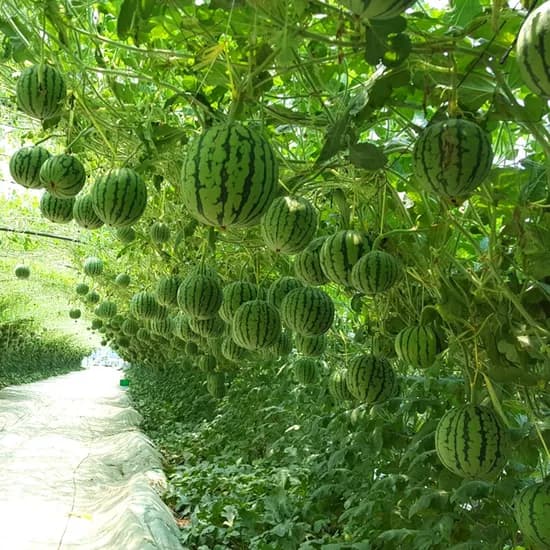 애플수박, 700-900g, 4통