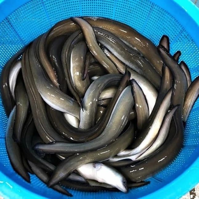 민물장어 초특왕 2kg 1박스 59,600원