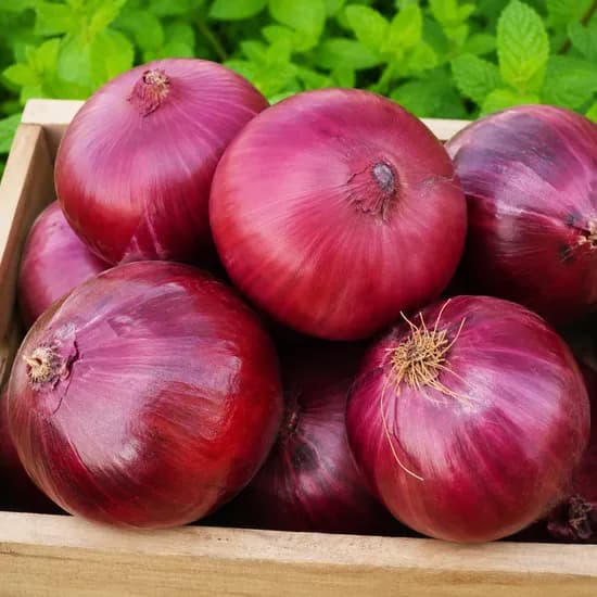 무안 단단한 햇양파 자색양파 적양파 특 10kg 1박스