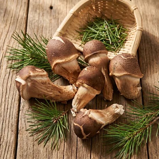 산지직송 참송이버섯, 무농약, 친환경, 500g, 1개