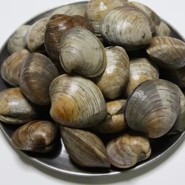 산지직송 서해안 청정지역 고창 백생합 2kg