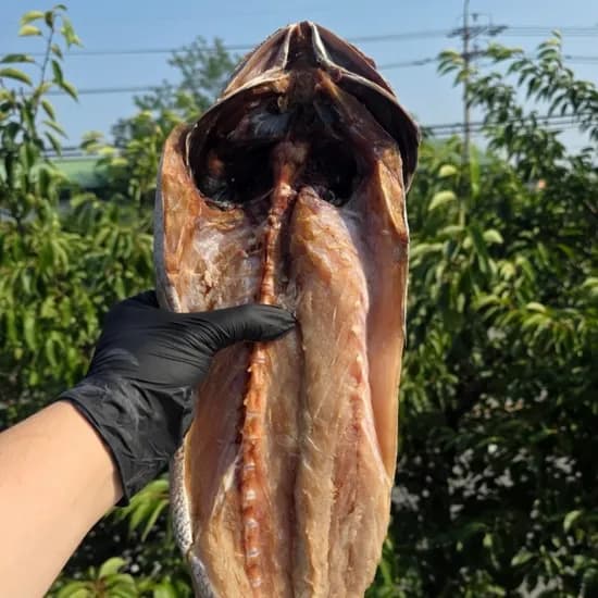 군산 반건조 손질 대왕 민어 500g 1미 1개