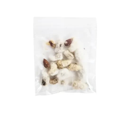 목화씨 5봉 1개 9,000원