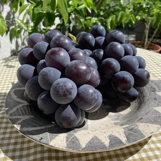 고당도 국내산 거봉 포도, 2kg, 3-5수 내외, 1팩