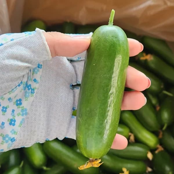 젊은농부 미니오이 국내산 1kg 8,900원