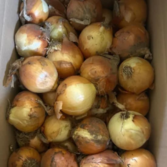 송가네 국내산 햇 양파, 중, 10kg, 1개
