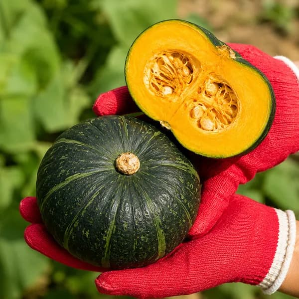 제주 보우짱 미니밤호박 3kg 1박스