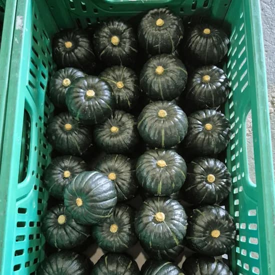 제주산 속노랑 밤호박, 못난이, 10kg, 1개
