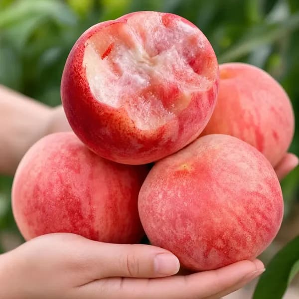 딱딱이복숭아 소과 4kg 1박스 32,900원