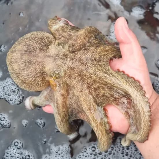 자연산 활 돌문어, 2kg, 1박스