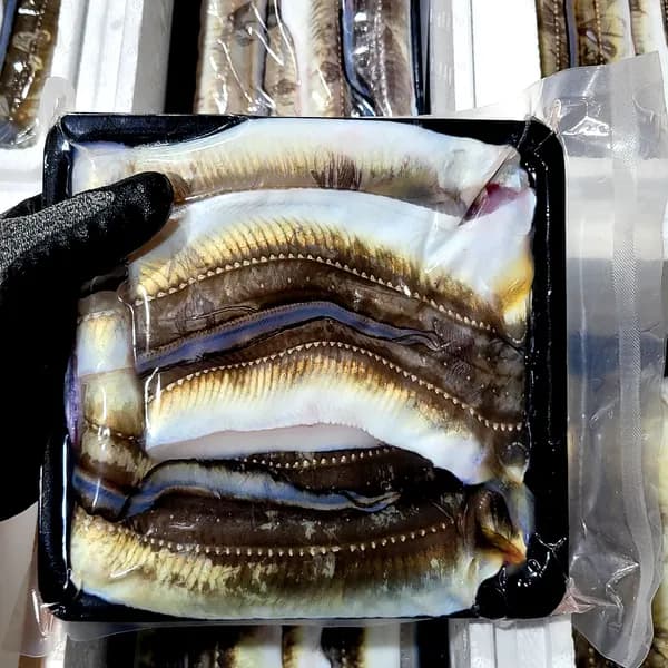 통영 자연산 활 장어 대 당일 손질 발송 500g 2-3마리