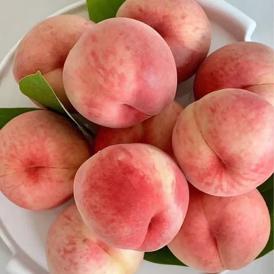 탐나유 국내산 백도 딱딱이 복숭아, 대과, 4kg, 1개