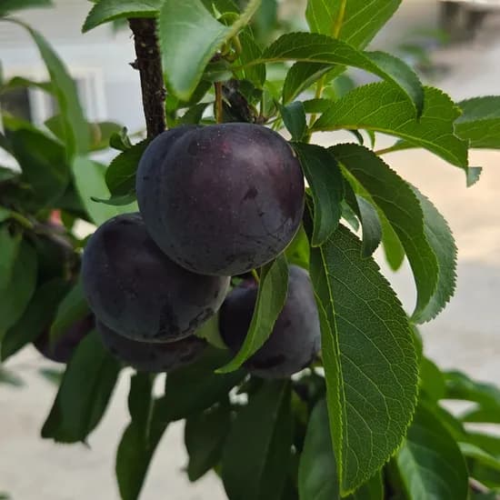 자두체리, 1kg, 2개