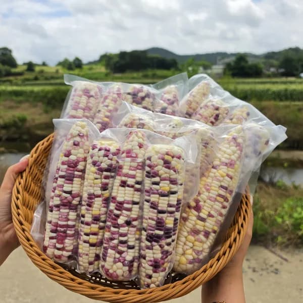 국내산 얼룩찰옥수수 특대사이즈 급냉 250g 20개