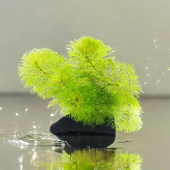 미미네아쿠아 화산석 활착수초, 암브리아, 1개