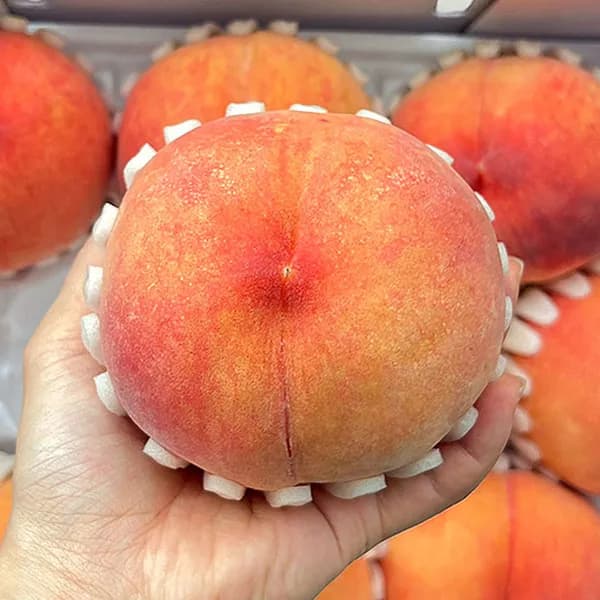 감곡 음성 햇사레 복숭아 황도 대과 4kg 1개