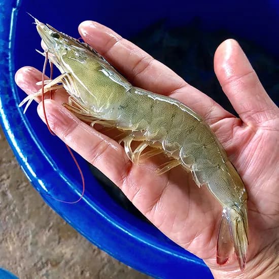 국내산 제철 흰다리새우 생새우회, 500g, 1개