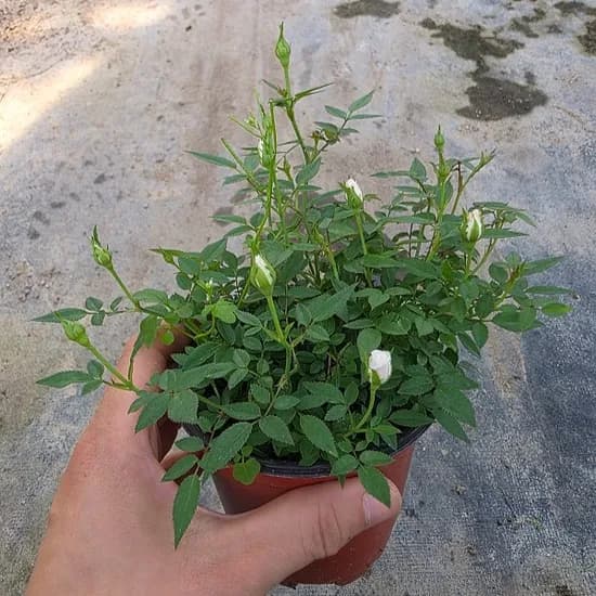 틔움해찬농원 찔레장미 화분 향기로운 야생장미 미니장미 사계절 꽃 노지월동 10cm 화분, 흰색, 1개
