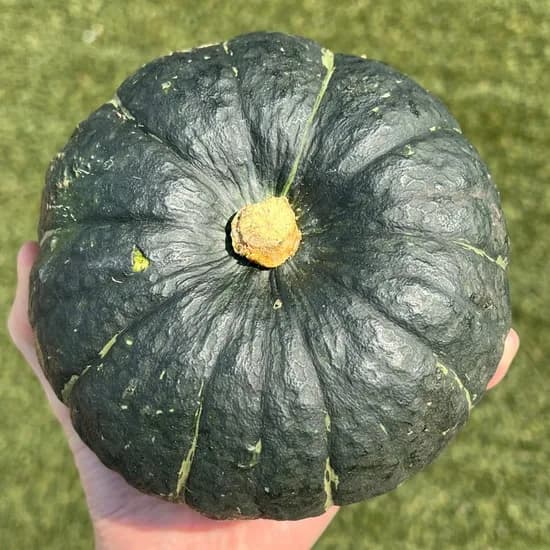 국내산 자이언트 미니밤호박 자이언트 5kg 1박스