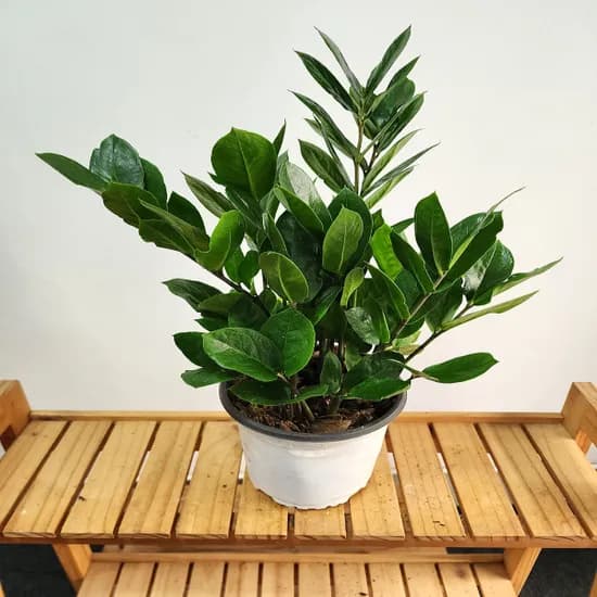 단골 플라워 금전수 돈나무 중품 약 60cm 1개