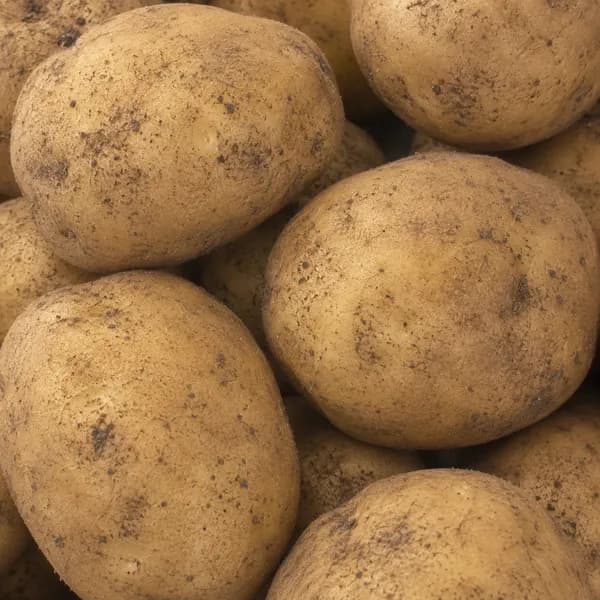 국내산 햇 수미감자 특 5kg 1박스 14,500원