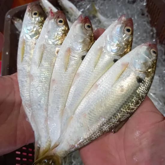 전어, 순살필렛, 손질후, 250g, 1세트
