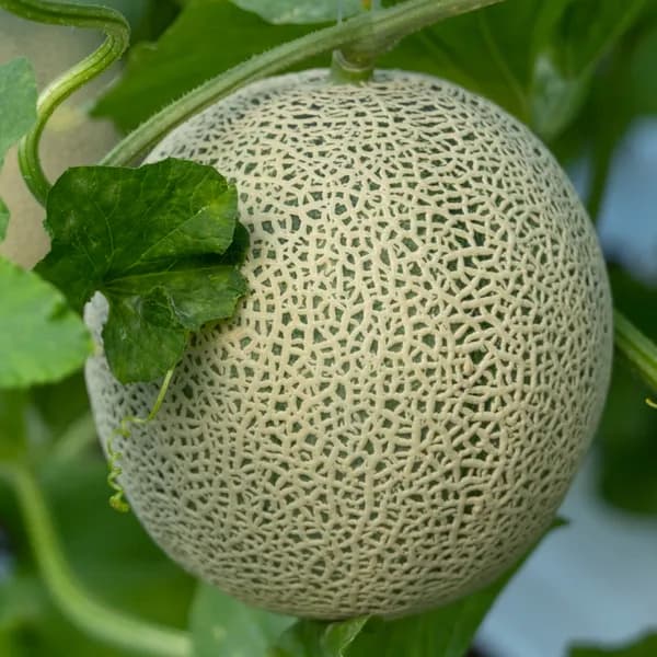백년본가 프리미엄 당도선별 고당도 머스크멜론 1kg 1개