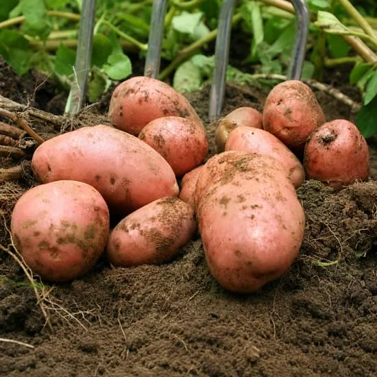 제주산 홍감자, 대, 10kg, 1박스