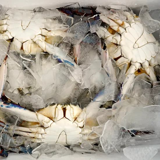 서해안 햇 가을꽃게 급냉 3kg 1팩
