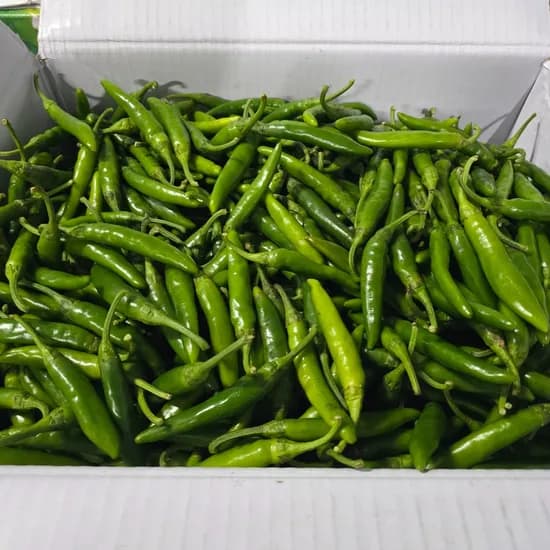 국내산 못난이 햇 청양고추, 2kg, 1개
