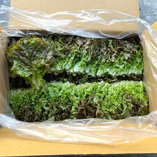 국내산 꽃상추, 2kg 내외, 1개