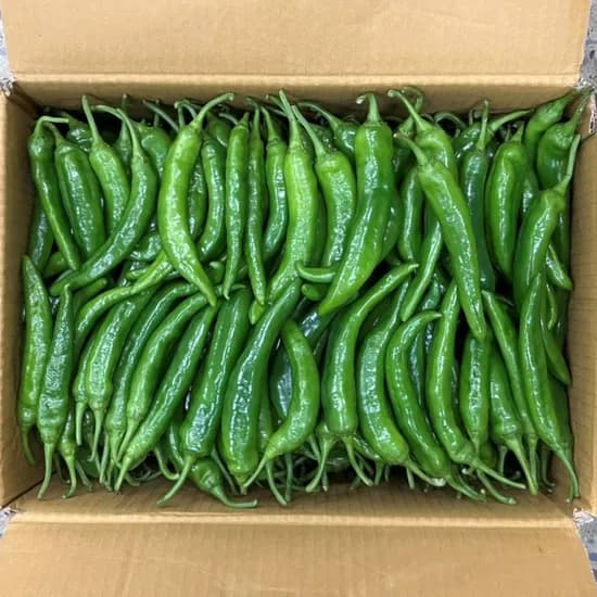 국내산 아삭이 오이고추, 특품, 1kg, 1개