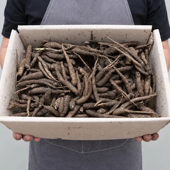 제주 햇 더덕 실속 2kg 1개