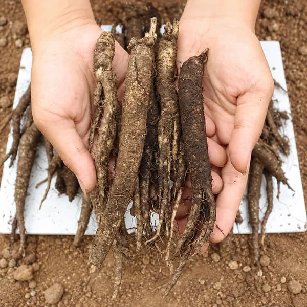 제주 햇 더덕 대 1kg 27-35개 1개