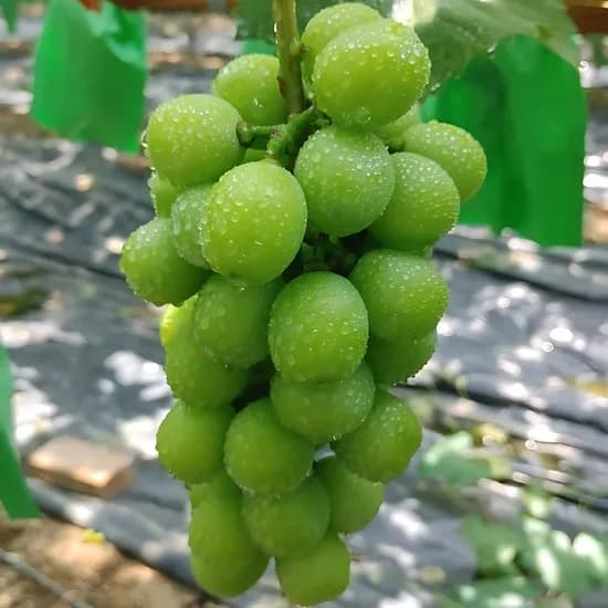 샤인머스켓, 1.5kg, 3송이, 1박스