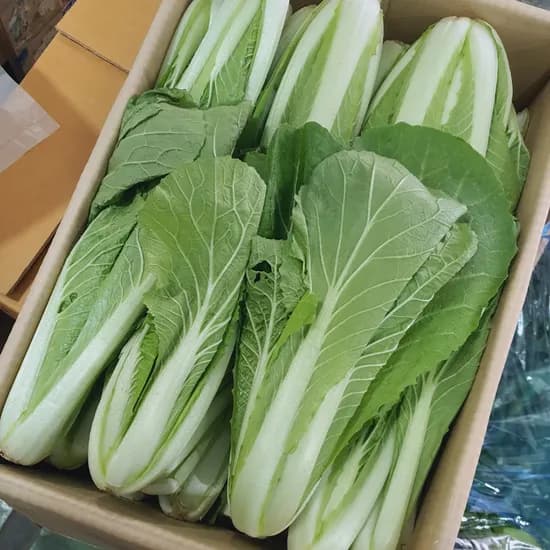 대감댁 국산 얼갈이배추 4kg