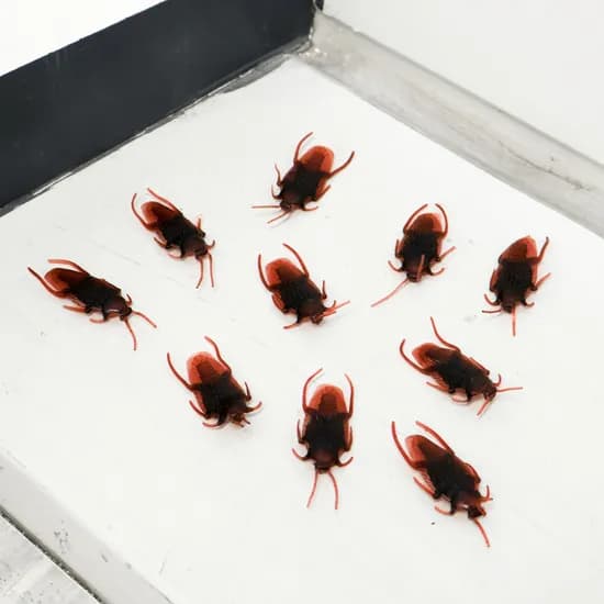 바퀴벌레 모형 10P 1개