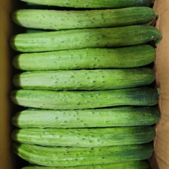 국내산 백오이 백다다기 못난이오이, 3kg, 1개