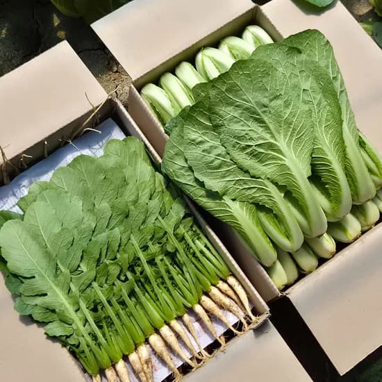 신선한날 열무 얼갈이 4kg 1박스